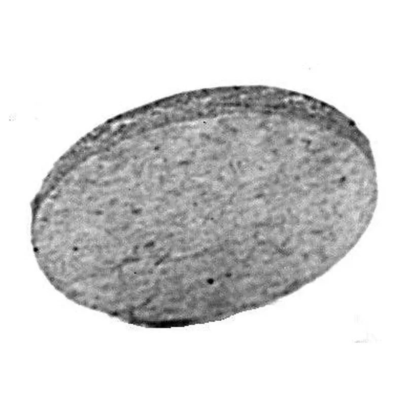 C.S. Osborne #40 Cardboard Wad 25Gr
